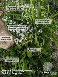 Attēlu rezultāti vaicājumam “Stellaria holostea fruit”
