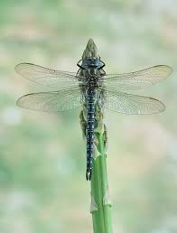 Attēlu rezultāti vaicājumam “Brachytron pratense”