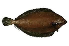 Image result for Glyptocephalus cynoglossus