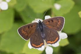 Attēlu rezultāti vaicājumam “Lycaena alciphron”