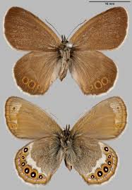 Attēlu rezultāti vaicājumam “Coenonympha hero”