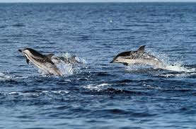 Image result for Stenella coeruleoalba