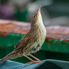 Image result for Acrocephalus aedon