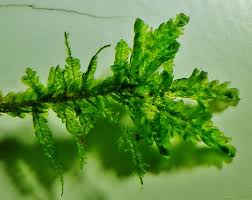 Attēlu rezultāti vaicājumam “Neckera complanata”