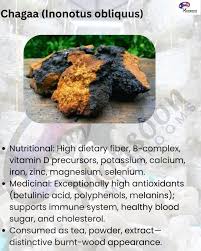 Attēlu rezultāti vaicājumam “Inonotus obliquus”