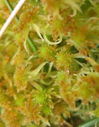 Attēlu rezultāti vaicājumam “Sphagnum angustifolium sporophyte”