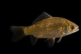 Attēlu rezultāti vaicājumam “Carassius auratus”