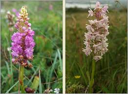 Attēlu rezultāti vaicājumam “Gymnadenia conopsea flower”