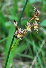 Attēlu rezultāti vaicājumam “Juncus balticus”