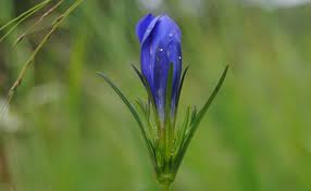 Attēlu rezultāti vaicājumam “Gentiana pneumonanthe flower”