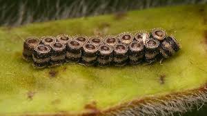 Attēlu rezultāti vaicājumam “Pentatomidae eggs”