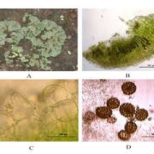 Attēlu rezultāti vaicājumam “Riccia cavernosa”
