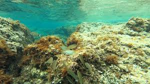 Image result for Sarpa salpa