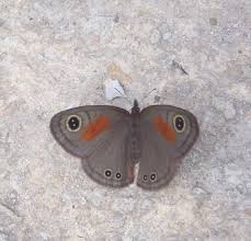 Attēlu rezultāti vaicājumam “Brenthis ino upperside”