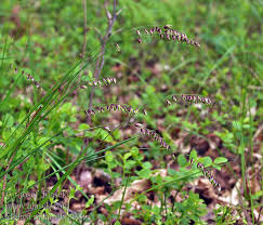 Attēlu rezultāti vaicājumam “Melica nutans”