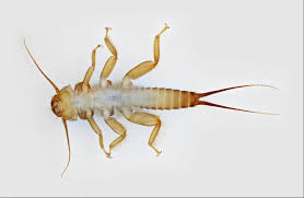 Attēlu rezultāti vaicājumam “Plecoptera”