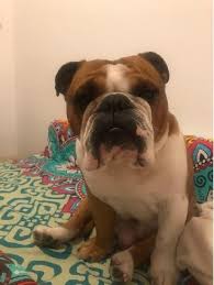 Image result for Banbury Bulldogs