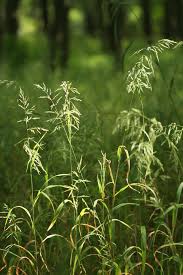 Attēlu rezultāti vaicājumam “Cinna latifolia leaf”