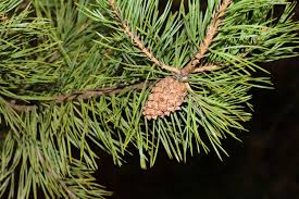Attēlu rezultāti vaicājumam “Pinus sylvestris leaf”