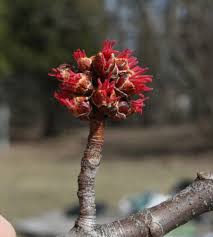 Attēlu rezultāti vaicājumam “Acer saccharinum fruit”