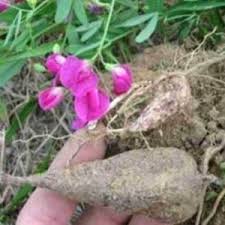 Attēlu rezultāti vaicājumam “Lathyrus tuberosus”