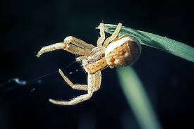 Attēlu rezultāti vaicājumam “Xysticus bifasciatus female”