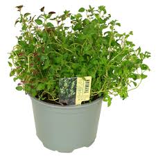 Image result for Thymian