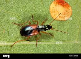 Attēlu rezultāti vaicājumam “Anchomenus dorsalis”