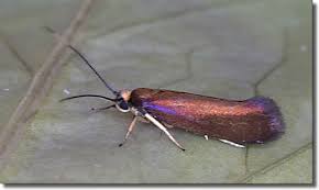 Attēlu rezultāti vaicājumam “Roeslerstammia erxlebella”