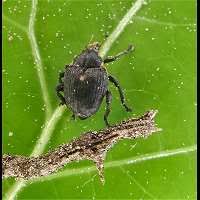 Attēlu rezultāti vaicājumam “Mononychus punctumalbum”