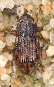 Attēlu rezultāti vaicājumam “Enochrus affinis”