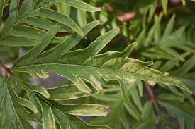 Attēlu rezultāti vaicājumam “Sambucus racemosa leaf”