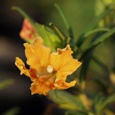 Image result for Mimulus x hybrida