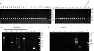 Attēlu rezultāti vaicājumam “Cordyceps farinosa”