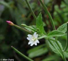 Attēlu rezultāti vaicājumam “Epilobium roseum flower”