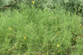 Attēlu rezultāti vaicājumam “Retinia resinella exuvia”