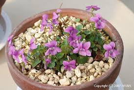 Attēlu rezultāti vaicājumam “Viola rupestris bud”