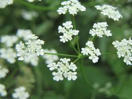 Attēlu rezultāti vaicājumam “Torilis japonica”