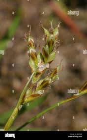 Attēlu rezultāti vaicājumam “Carex ornithopoda fruit”