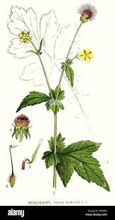 Attēlu rezultāti vaicājumam “Geum urbanum leaf”