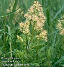 Attēlu rezultāti vaicājumam “Thalictrum lucidum leaf”