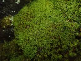 Attēlu rezultāti vaicājumam “Tortella tortuosa”