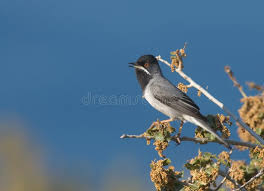 Image result for Sylvia rueppelli