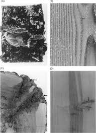 Attēlu rezultāti vaicājumam “Phellinus pini”
