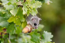 Attēlu rezultāti vaicājumam “Muscardinus avellanarius”