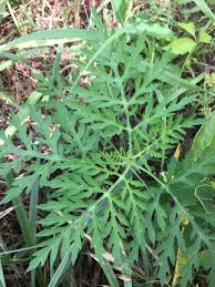 Attēlu rezultāti vaicājumam “Ambrosia artemisiifolia fruit”