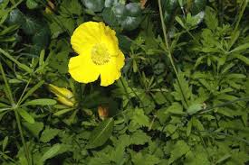 Image result for Meconopsis cambrica