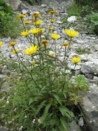 Image result for Buphthalmum salicifolium