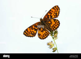 Attēlu rezultāti vaicājumam “Mellicta athalia”