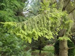 Attēlu rezultāti vaicājumam “Picea abies fo. virgata leaf”